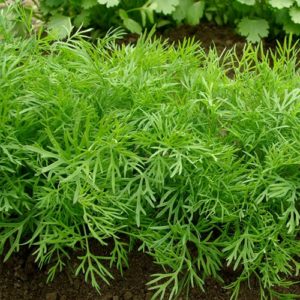 Aneth officinale
