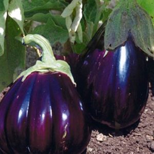 Aubergine "Black Beauty"