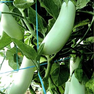 Aubergine "Dourga"