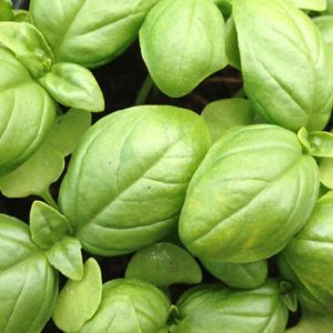 Basilic "Géant Vert"