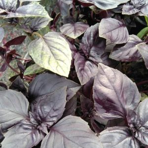 Basilic "Rouge Osmin"