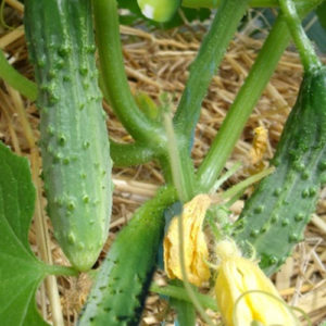 Cornichons Vert fin de Meaux