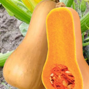 Courge Butternut