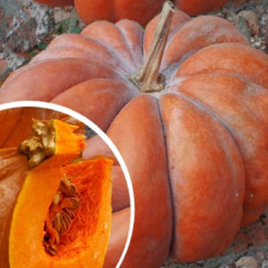 Courge Musquée de Provence