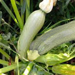 Courgette Alberello di Sarzana