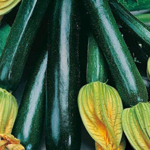 Courgette Black Beauty