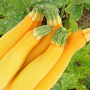 Courgette Gold Rush