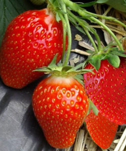 Fraisier "Ciflorette"