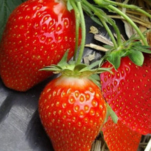 Fraisier "Ciflorette"