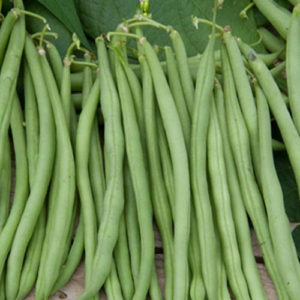 Haricot Vert "Cupidon"