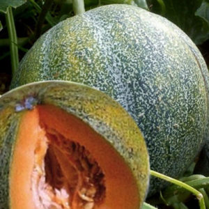 Melon "Petit Gris de Rennes"