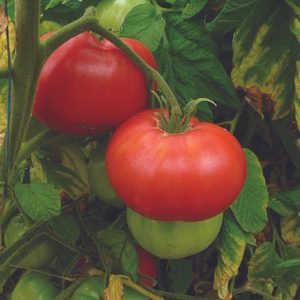 Tomate 'Brandywine'