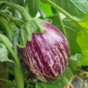 Aubergine 'Zébrina'