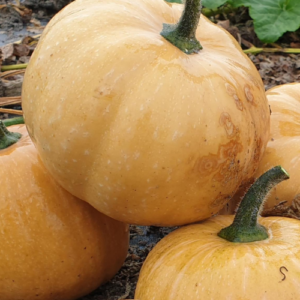 Courge 'Carat'