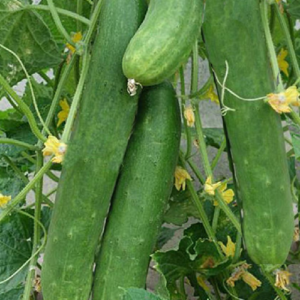 Concombre "Tanja"