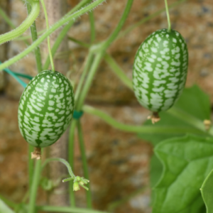 Concombre cocktail 'Zehneria'