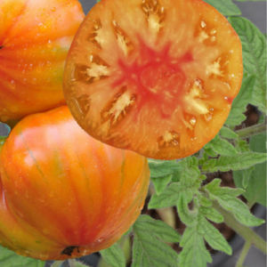 Tomate 'Ananas'