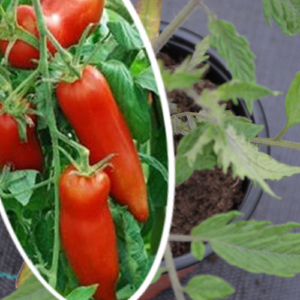 Tomate 'Andine Cornue'