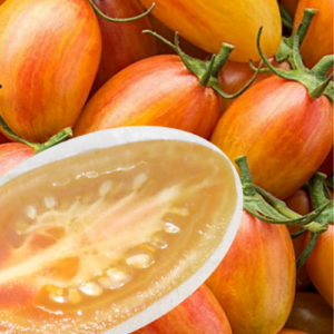 Tomate cocktail 'Blush'