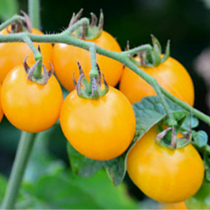 Tomate cerise 'Gold Nugget'