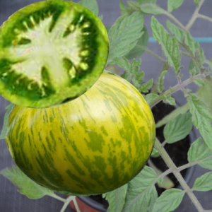 Tomate 'Green Zebra'