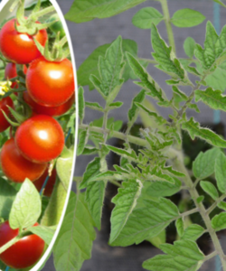 Tomate cerise 'Miel du Mexique'