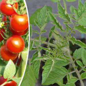 Tomate cerise 'Miel du Mexique'