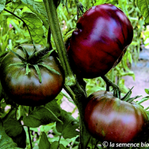 Tomate 'Noire de Crimée'