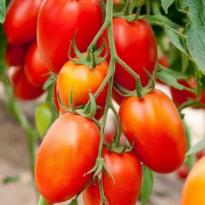 Tomate 'Roma'