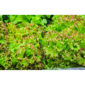 Laitue batavia 'Rouge Grenobloise' (12 plants)