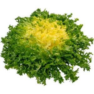 Chicorée frisée 'Cœur d'or' (12 plants)
