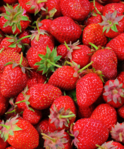 Fraisier 'Cirafine'