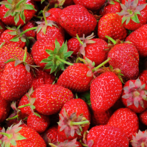 Fraisier 'Cirafine'