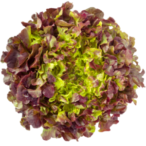 Laitue 'Feuille de chêne rouge' (12 plants)
