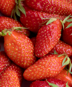 Fraisier 'Gariguette'