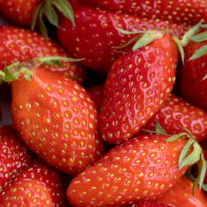 Fraisier 'Gariguette'