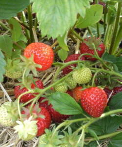 Fraisier 'Mara des bois'