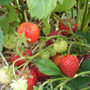 Fraisier 'Mara des bois'