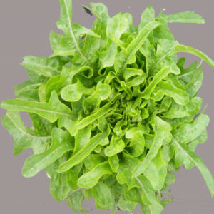 Laitue 'Radichetta' (12 plants)