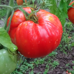 Tomate 'Coeur de Boeuf'