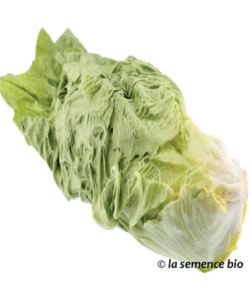 Chicorée 'Pain de sucre' (12 plants)