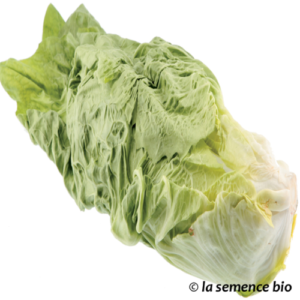Chicorée 'Pain de sucre' (12 plants)