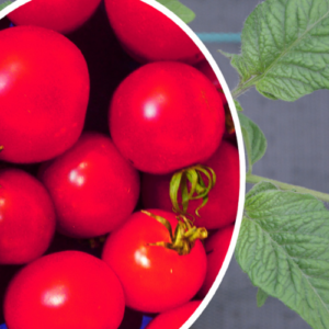Tomate 'Précoce de Quimper'