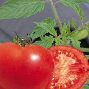 Tomate 'Saint Pierre'